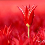 Aladdin-Tulp-Tulipa-Winnaar-Fotowedstrijd-Tulpenfestival-2016-StEP