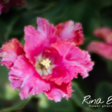 Crispa-Parkiet-Tulipa-nieuw-soort