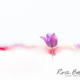 Rina Bredie Dwaling-in-Tulpenbed-Tulipa-2019