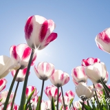 Rina Bredie Nieuw-tulpensoort-Tulipa-18-SH-7-07