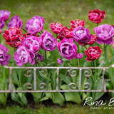 Rina Bredie-2021-Tulpenbed-Lensbaby-Velvet85