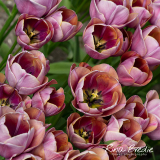 Rina Bredie-2022-Tulipa-Blue-Heaven