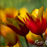 Rina Bredie-2022-Tulipa-Fire-Wings