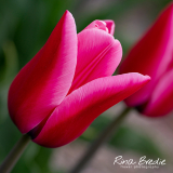 Rina Bredie-2022-Tulipa-New-Variety