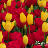 Rina Bredie-2022-Tulipa-Yellow-and-Red