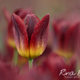 Rina Bredie-2023-Tulipa-Amber Glow