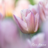 Rina Bredie-2023-Tulipa-Apricot-Copex-