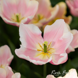 Rina Bredie-2023-Tulipa-Mango-Charme
