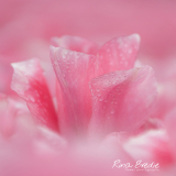 Rina Bredie-2023-Tulipa-Sweet-16