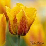 Rina Bredie-2023-Tulipa-Triumph-Yoko's-Dream-1997