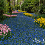 Rina Bredie-2023 Keukenhof