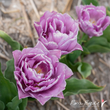 Nieuw-tulpensoort-3
