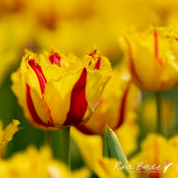 Rina-Bredie-Tulipa-Party-Clown