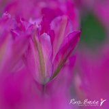 Rina-Bredie-Tulipa-Purple-Dance