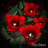 Rode-Tulipa's-met-blauw-hart