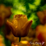 Tulipa-Cairo-2020
