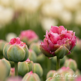 Tulipa-Emerald-Blush