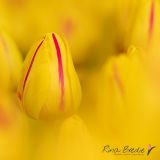 Rina BredieTulipa-Flame-2021