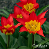 Tulipa-Flames-Mystery