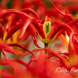 Tulipa-GoGoRed