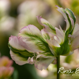 Tulipa GreenWave