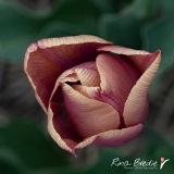 Tulipa-Junior-bruin