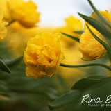 Tulipa-Martin-Mauser