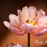 Tulipa Pink Art