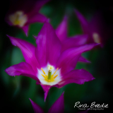 Tulipa-Purple-Dream