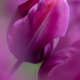 Tulipa-Purple-Rain