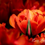 Tulipa-Queensday-2020