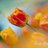 Rina Bredie Tulipa-Quito-2021