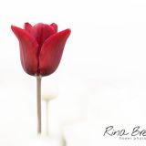 Rina Bredie Tulipa-Red-2021