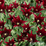 Tulipa-Sara-Raven