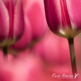 Rina Bredie Tulipa-Tulp