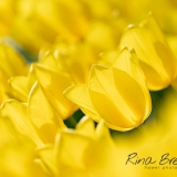 Rina Bredie Tulipa-Tulpen-Friendship-2020