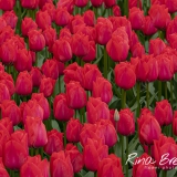 Rina BredieTulipa-Tulpen-Lalibela-2020