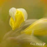 Rina Bredie Tulipa-Tulpen-Sylvestris-2017-