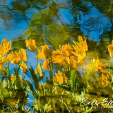 Rina BredieTulipa-Tulpen-weerspiegeling-2019-