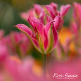Tulipa-Virichic