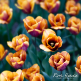 Tulipa-brons-oranje-nieuwe-soort