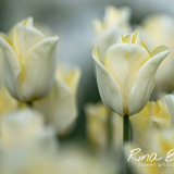 Tulipa-creme-geel-nieuw-soort
