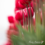 Rina BredieTulp-Tulipa- Generaal Maczek