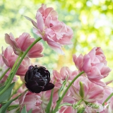 Rina Bredie Tulp-Tulipa-Black-Hero-Aveyron-