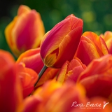 Rina BredieTulp-Tulipa-Flair-2017-