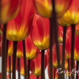 Rina Bredie Tulp-Tulipa-Friendship-in-Red-2018-