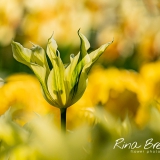Tulp-Tulipa-Green-Dance-2018-