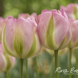 Tulp-Tulipa-Groenland-
