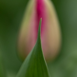 Tulp-Tulipa-Tulpenknop-Amsterdam-2017-