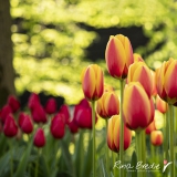 Tulp-Tulipa-World-Peace-2019-
